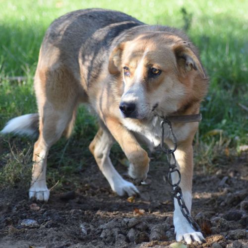 #BE2412441 - Chien à adopter #BE2412441 - Chien à adopter