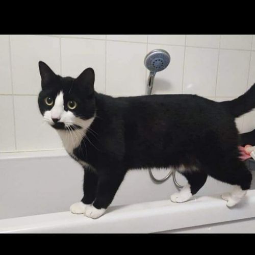 #BE2412444 - Chat perdu