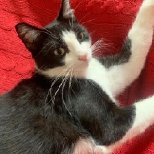 #BE2412445 - Chat perdu #BE2412445 - Chat perdu