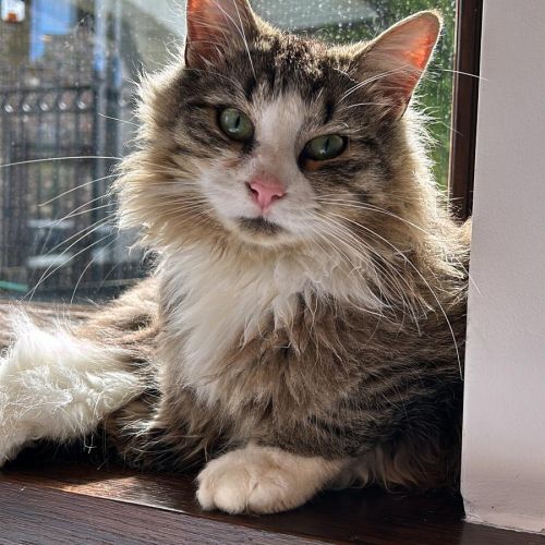 #BE2412446 - Chat perdu #BE2412446 - Chat perdu