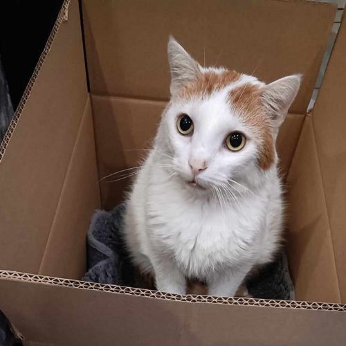 Les secrets révélés de l'amour des chats pour les boîtes en carton Les secrets révélés de l'amour des chats pour les boîtes en carton