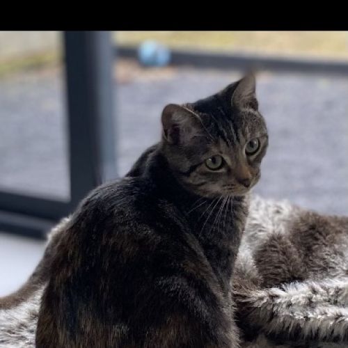 #BE2412449 - Chat perdu #BE2412449 - Chat perdu