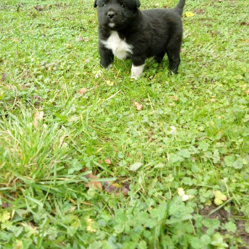 #BE2412454 - Chiens à vendre #BE2412454 - Chiens à vendre