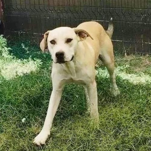 #BE2412458 - Chien à adopter #BE2412458 - Chien à adopter