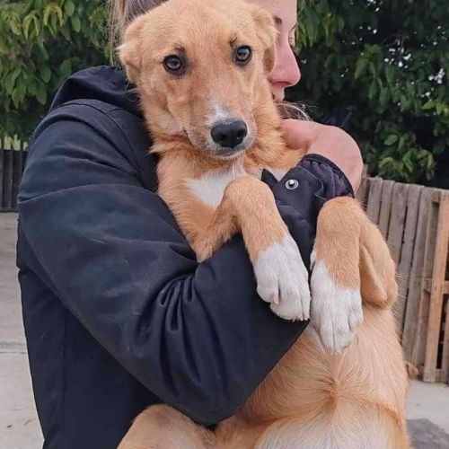 #BE2412459 - Chien à adopter #BE2412459 - Chien à adopter