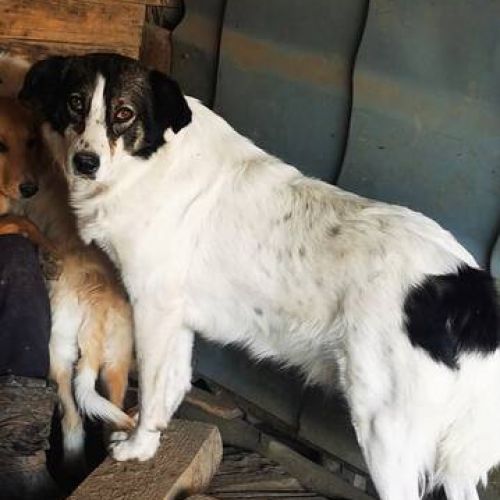 #BE2412463 - Chien à adopter #BE2412463 - Chien à adopter