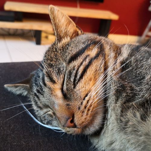 #BE2412464 - Chat perdu