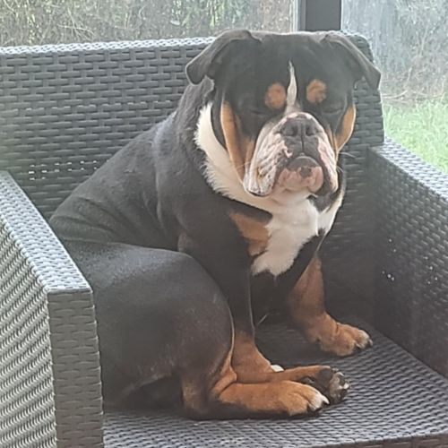 #BE2412465 - Chien à adopter #BE2412465 - Chien à adopter