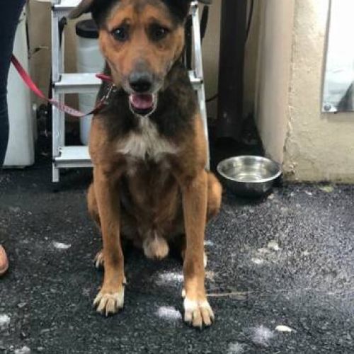 #BE2412466 - Chien à adopter #BE2412466 - Chien à adopter