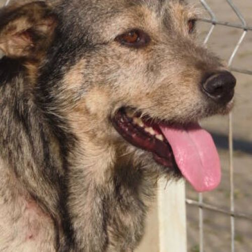 #BE2412469 - Chien à adopter #BE2412469 - Chien à adopter