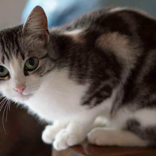 #BE2412472 - Chat perdu #BE2412472 - Chat perdu