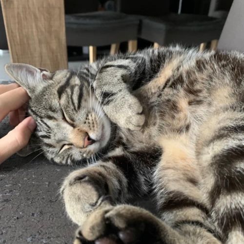 #BE2412473 - Chat perdu #BE2412473 - Chat perdu