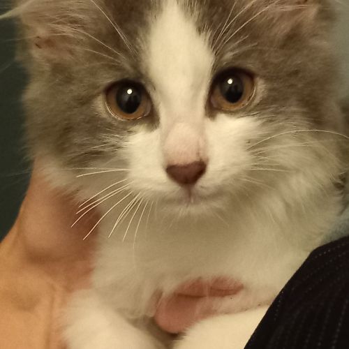 #BE2412474 - Chat trouvé