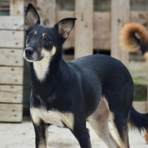 #BE2412478 - Chien à adopter #BE2412478 - Chien à adopter