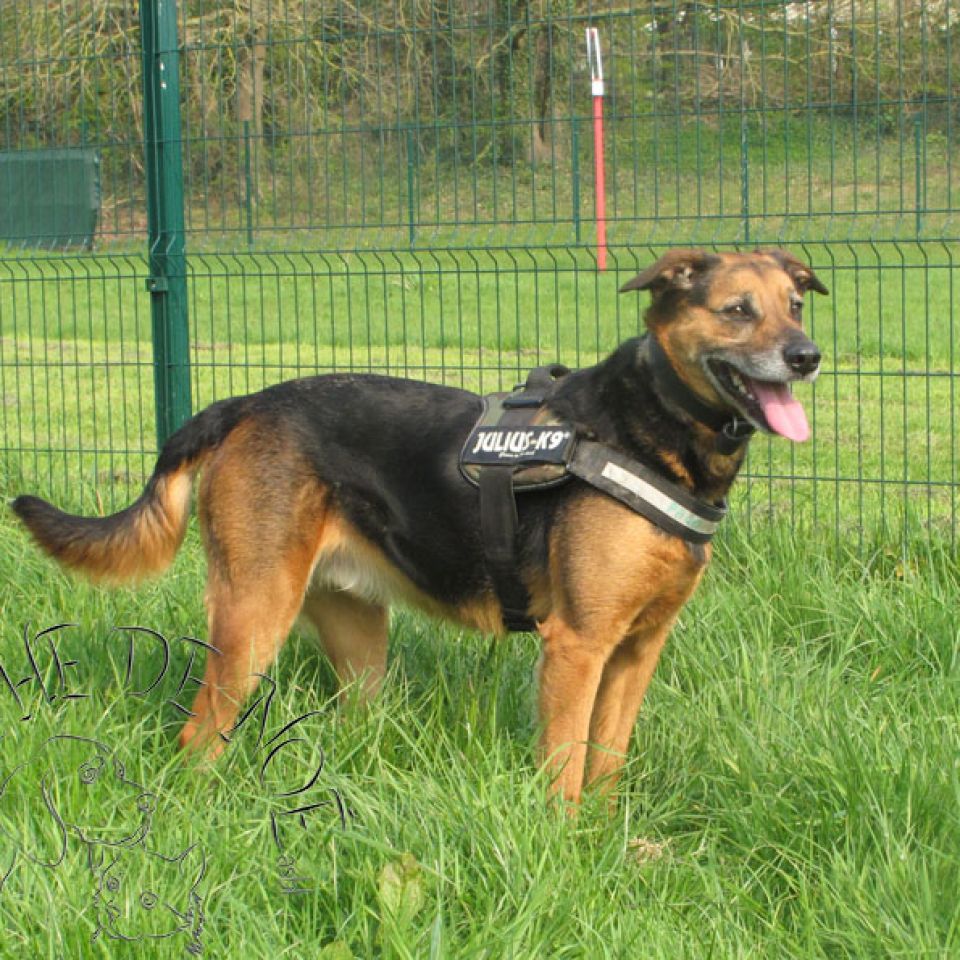 Chien à adopter à Maisières AnimalWeb