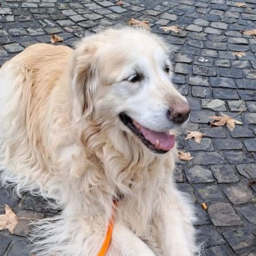 #BE2412484 - Chien perdu