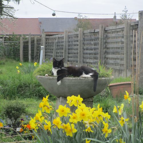 #BE2412485 - Chat perdu #BE2412485 - Chat perdu