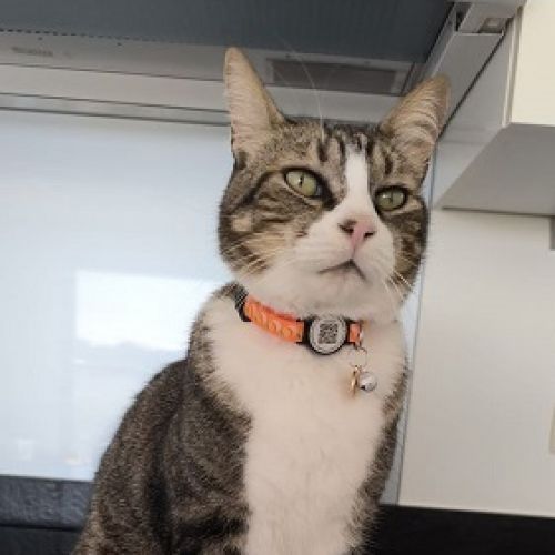 #BE2412486 - Chat perdu #BE2412486 - Chat perdu