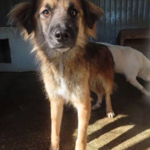 #BE2412491 - Chien à adopter #BE2412491 - Chien à adopter