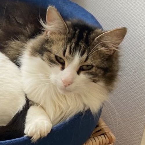 #BE2412496 - Chat perdu #BE2412496 - Chat perdu