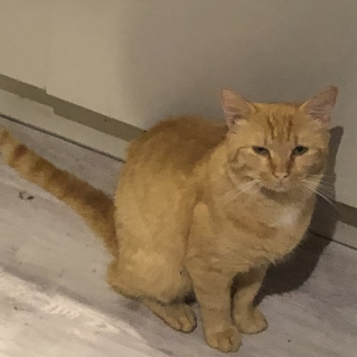 #BE2412498 - Chat perdu #BE2412498 - Chat perdu