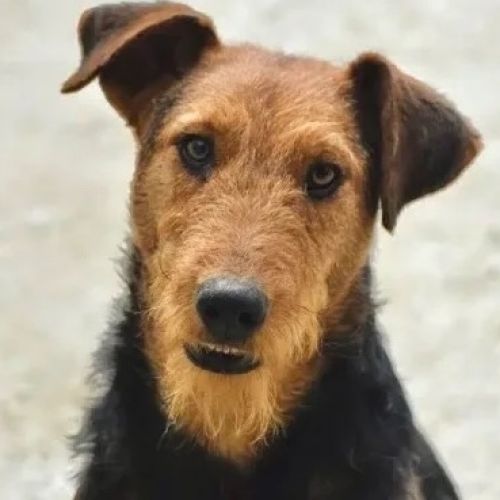 #BE2412501 - Chien à adopter #BE2412501 - Chien à adopter