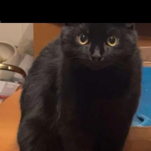 #BE2412502 - Chat perdu