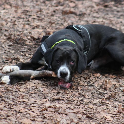 #BE2412504 - Chien à adopter #BE2412504 - Chien à adopter