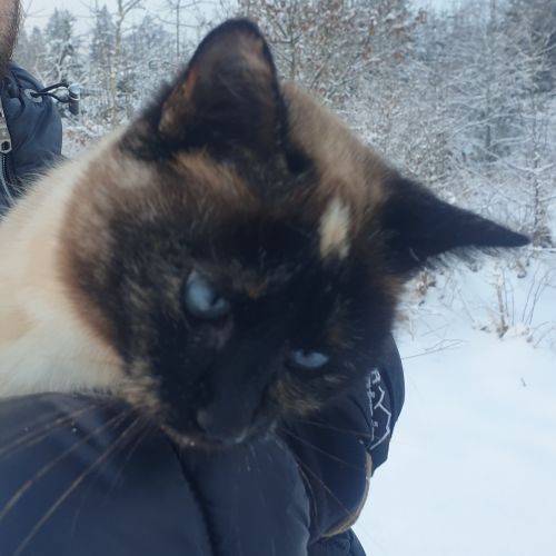 #BE2412506 - Chat perdu #BE2412506 - Chat perdu