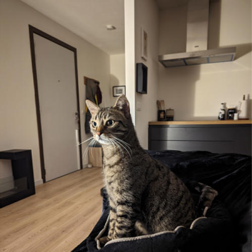 #BE2412507 - Chat perdu #BE2412507 - Chat perdu