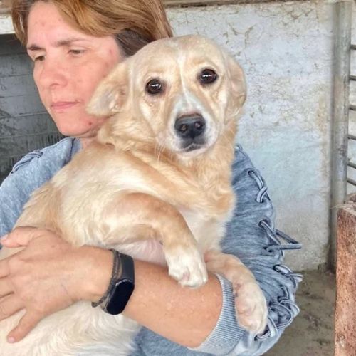 #BE2412508 - Chien à adopter #BE2412508 - Chien à adopter