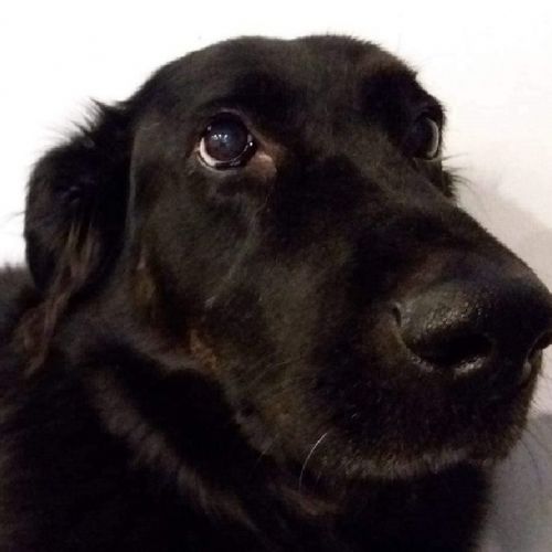 Comment Interpréter le regard de votre chien Comment Interpréter le regard de votre chien