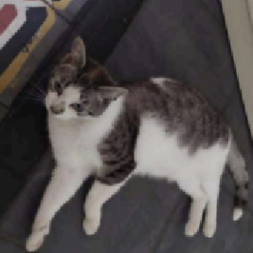 #BE2412512 - Chat perdu #BE2412512 - Chat perdu