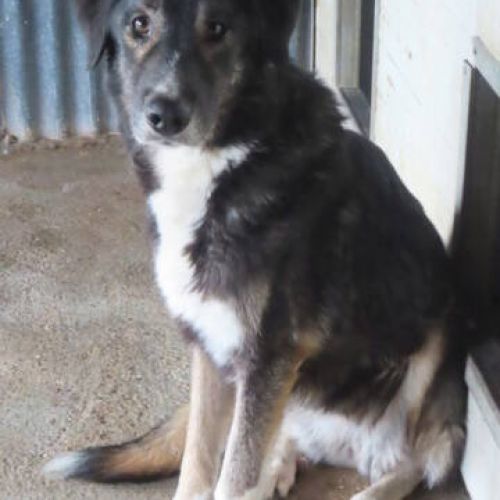#BE2412514 - Chien à adopter #BE2412514 - Chien à adopter