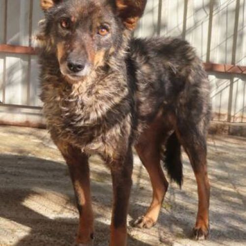 #BE2412515 - Chien à adopter #BE2412515 - Chien à adopter