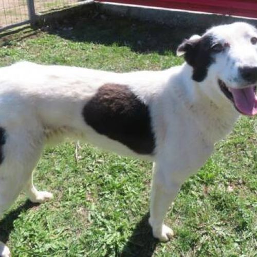 #BE2412516 - Chien à adopter #BE2412516 - Chien à adopter