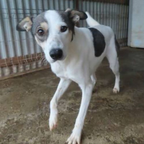 #BE2412518 - Chien à adopter #BE2412518 - Chien à adopter