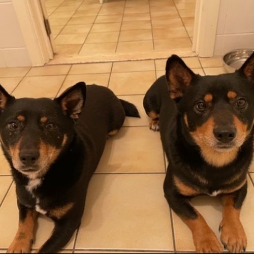 #BE2412524 - Chiens à adopter #BE2412524 - Chiens à adopter