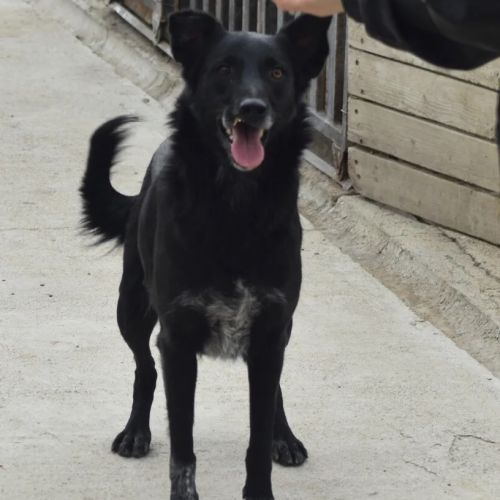#BE2412529- Chien à adopter #BE2412529- Chien à adopter