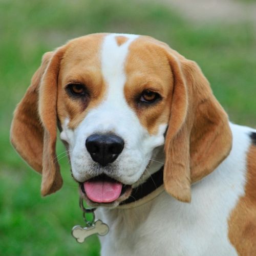 Votre chien creuse dans le jardin ? Voici les solutions pour l'en dissuader Votre chien creuse dans le jardin ? Voici les solutions pour l'en dissuader