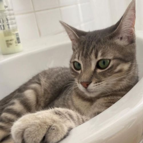 #BE2412531 - Chat perdu #BE2412531 - Chat perdu