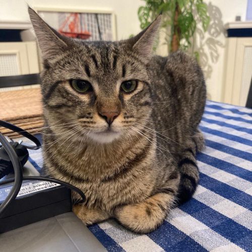 #BE2412532 - Chat perdu