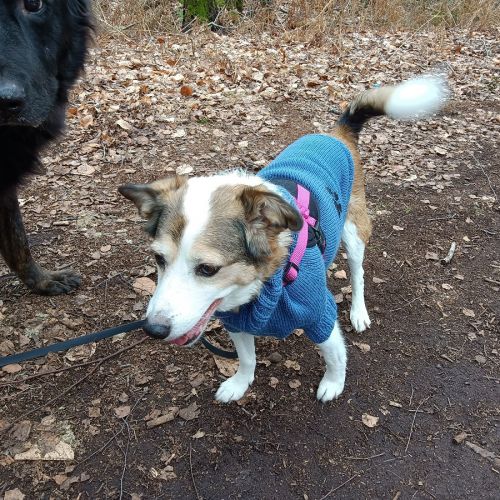 Guide complet pour tricoter un pull pour chien - Techniques et Astuces Guide complet pour tricoter un pull pour chien - Techniques et Astuces