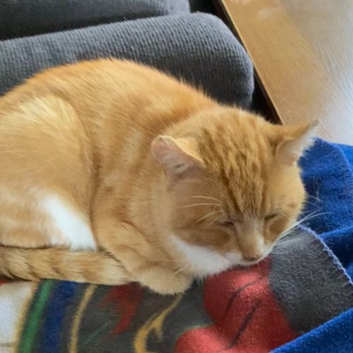 #BE2412536 - Chat perdu #BE2412536 - Chat perdu