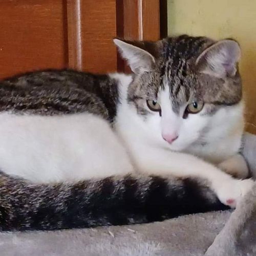 #BE2412537 - Chat perdu #BE2412537 - Chat perdu