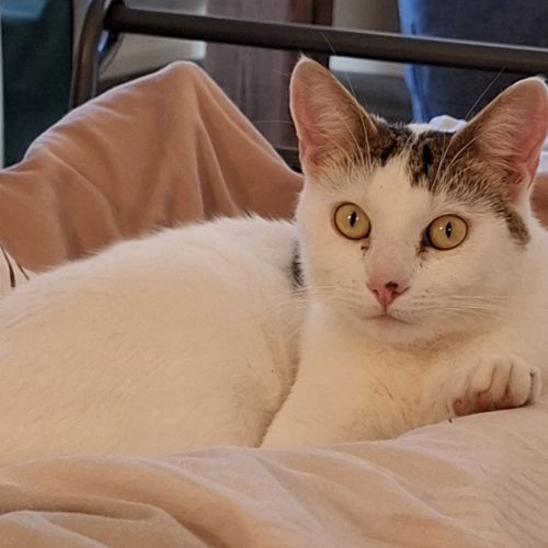 #BE2412542 - Chat perdu