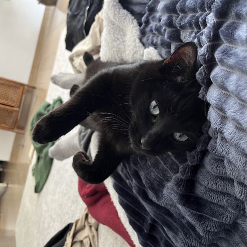 #BE2412543 - Chat perdu #BE2412543 - Chat perdu