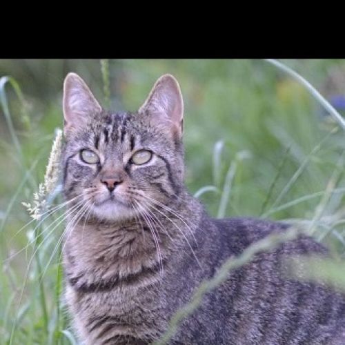 #BE2412544 - Chat perdu