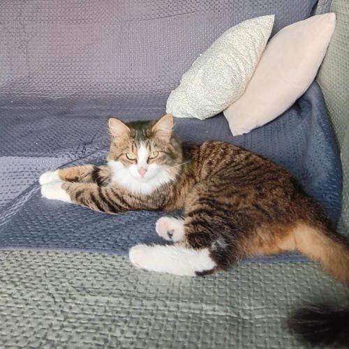 #BE2412547 - Chat perdu #BE2412547 - Chat perdu