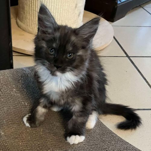 #BE2412548 - Chat à Vendre #BE2412548 - Chat à Vendre